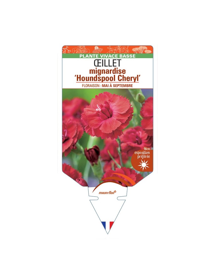 DIANTHUS plumarius Houndspool Cheryl voir Œillet mignardise