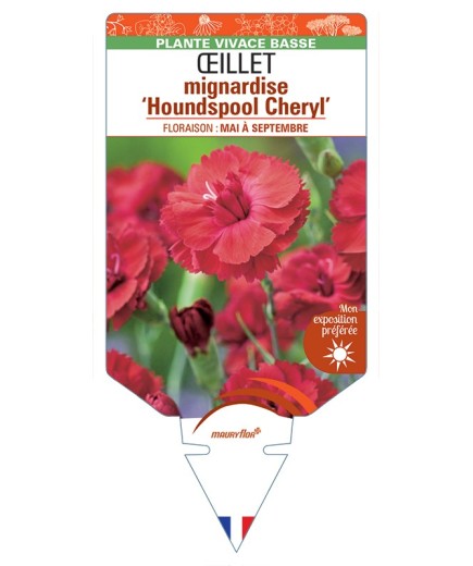 DIANTHUS plumarius Houndspool Cheryl voir Œillet mignardise