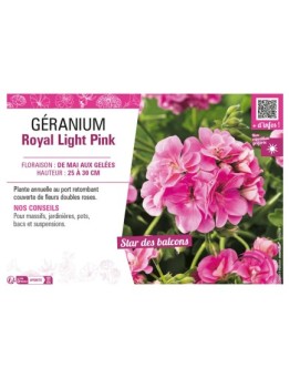 GÉRANIUM (LIERRE DOUBLE) ROYAL LIGHT PINK
