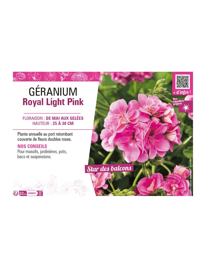 GÉRANIUM (LIERRE DOUBLE) ROYAL LIGHT PINK