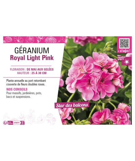 GÉRANIUM (LIERRE DOUBLE) ROYAL LIGHT PINK