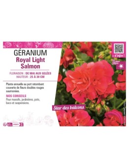 GÉRANIUM (LIERRE DOUBLE) ROYAL LIGHT SALMON