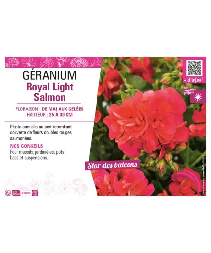 GÉRANIUM (LIERRE DOUBLE) ROYAL LIGHT SALMON