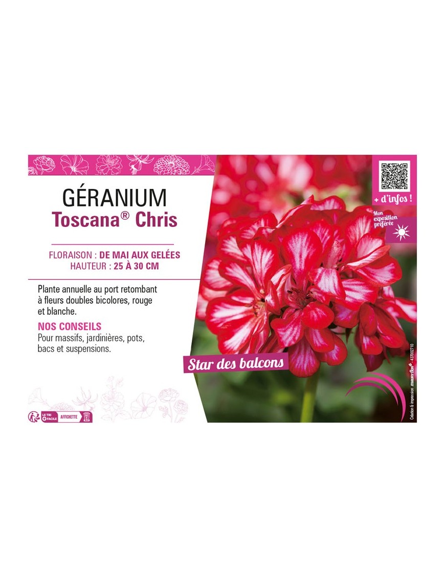 GÉRANIUM (LIERRE DOUBLE) TOSCANA® CHRIS