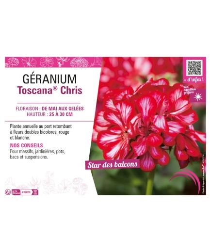 GÉRANIUM (LIERRE DOUBLE) TOSCANA® CHRIS
