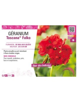 GÉRANIUM (LIERRE DOUBLE) TOSCANA® FALKO