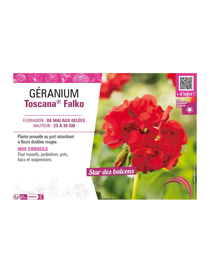 GÉRANIUM (LIERRE DOUBLE) TOSCANA® FALKO