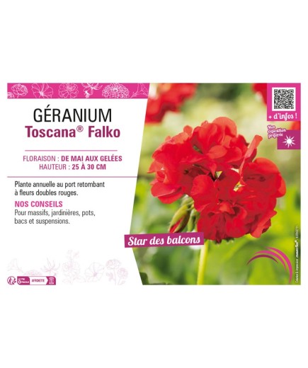 GÉRANIUM (LIERRE DOUBLE) TOSCANA® FALKO