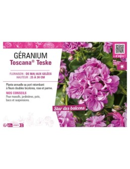 GÉRANIUM (LIERRE DOUBLE) TOSCANA® TESKE