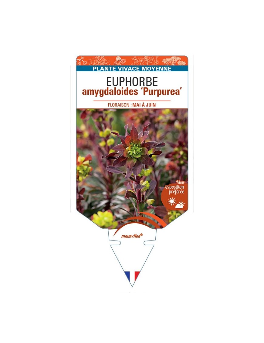 EUPHORBE AMYGDALOIDES PURPUREA *