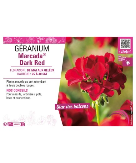 GÉRANIUM (LIERRE) MARCADA® DARK RED