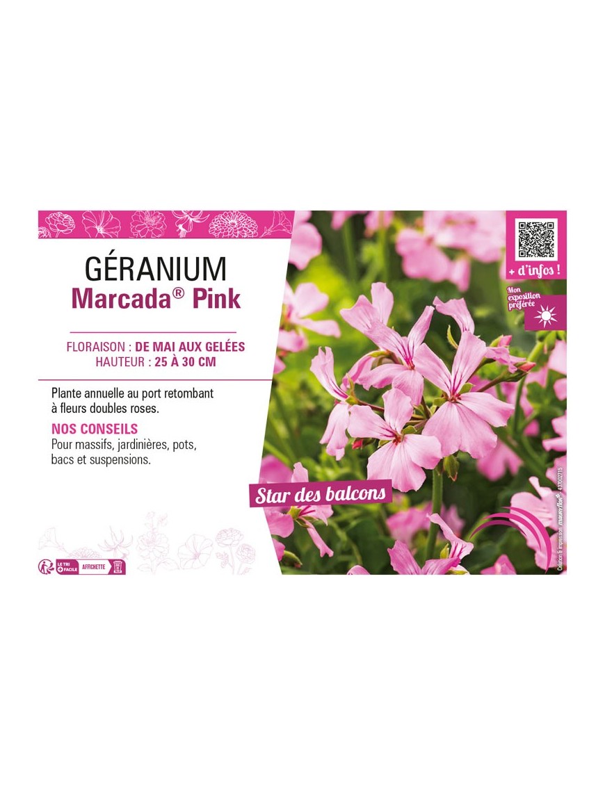 GÉRANIUM (LIERRE) MARCADA® PINK