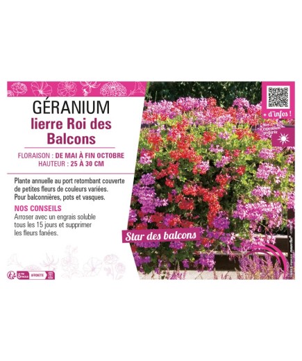 GÉRANIUM LIERRE ROI DES BALCONS