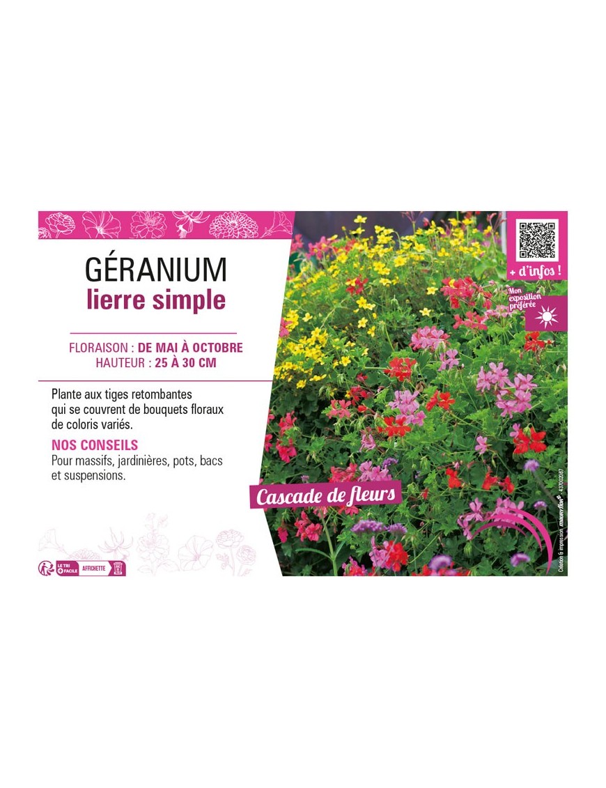 GÉRANIUM LIERRE SIMPLE