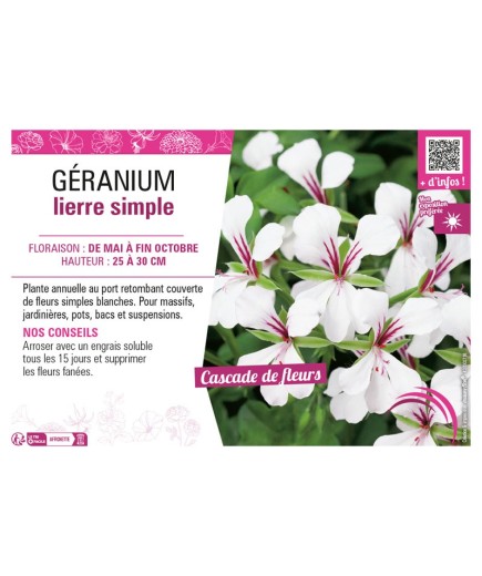 GÉRANIUM LIERRE SIMPLE (blanc)