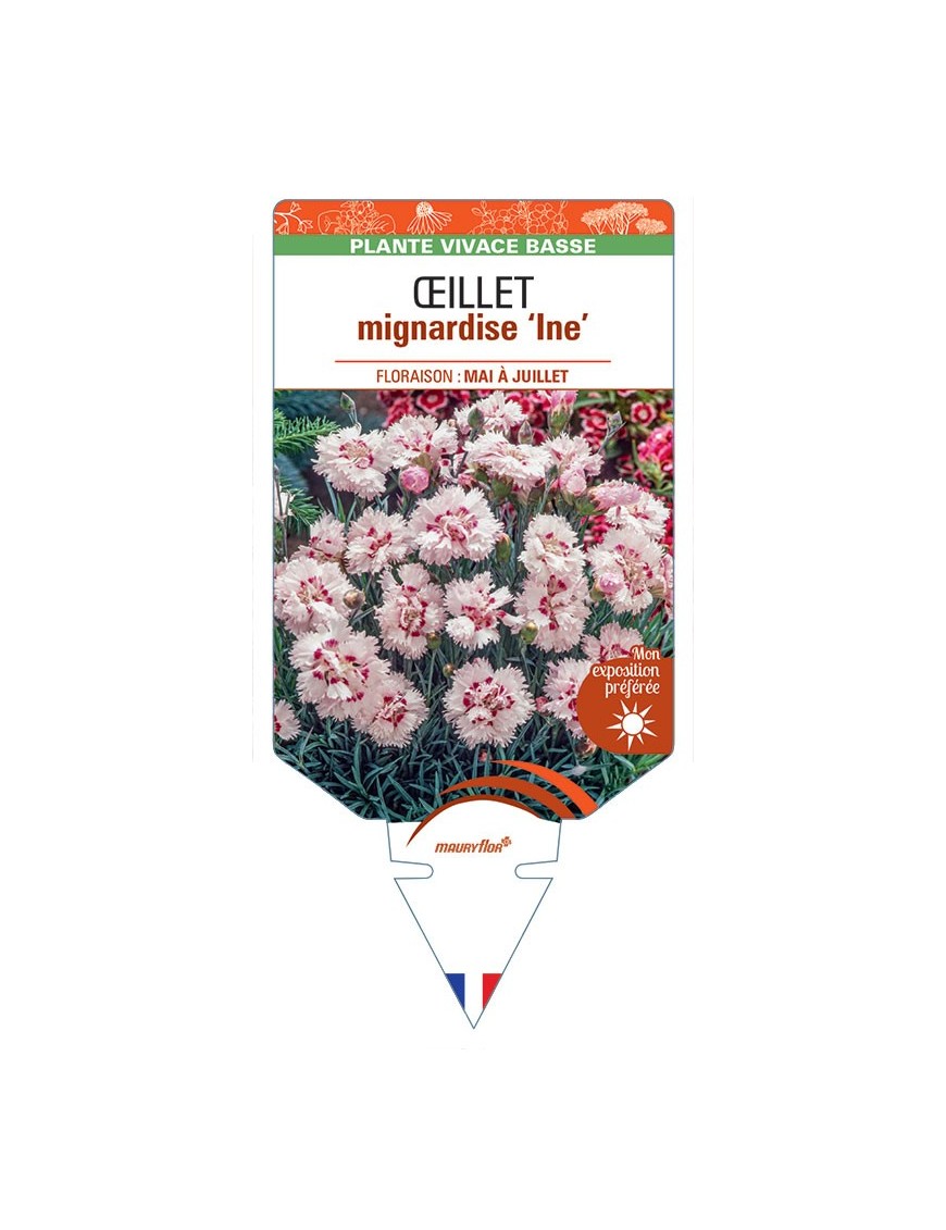 DIANTHUS plumarius Ine voir Œillet mignardise