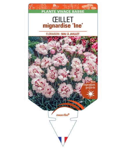 DIANTHUS plumarius Ine voir Œillet mignardise