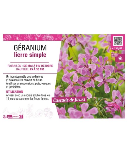 GÉRANIUM LIERRE SIMPLE (lilas)