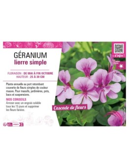 GÉRANIUM LIERRE SIMPLE (mauve)