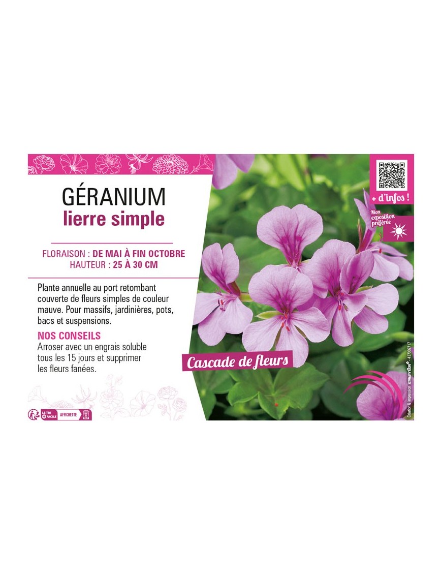 GÉRANIUM LIERRE SIMPLE (mauve)