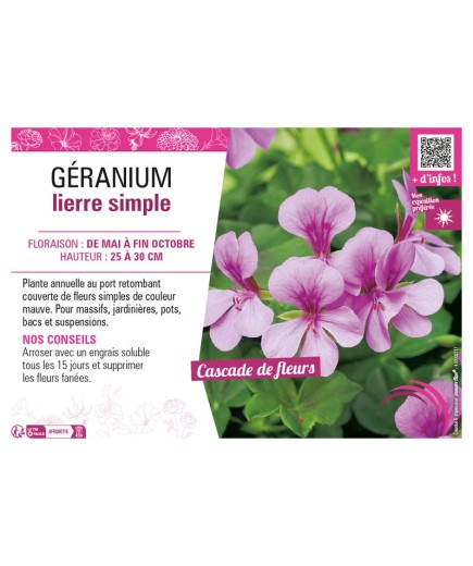 GÉRANIUM LIERRE SIMPLE (mauve)