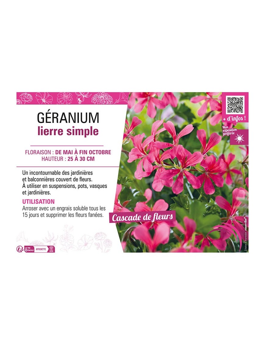 GÉRANIUM LIERRE SIMPLE (rose foncé)