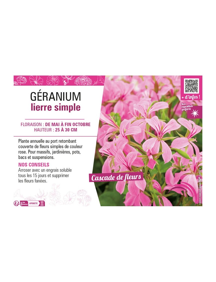 GÉRANIUM LIERRE SIMPLE (rose)