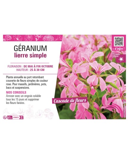 GÉRANIUM LIERRE SIMPLE (rose)