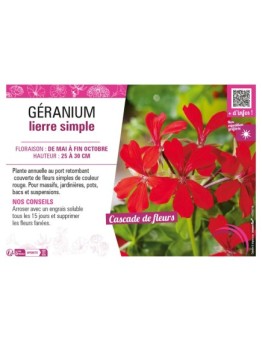 GÉRANIUM LIERRE SIMPLE (rouge)