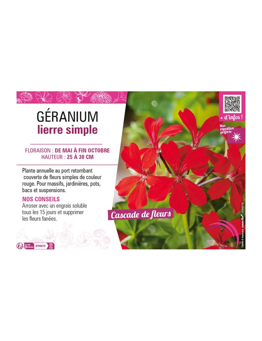 GÉRANIUM LIERRE SIMPLE (rouge)