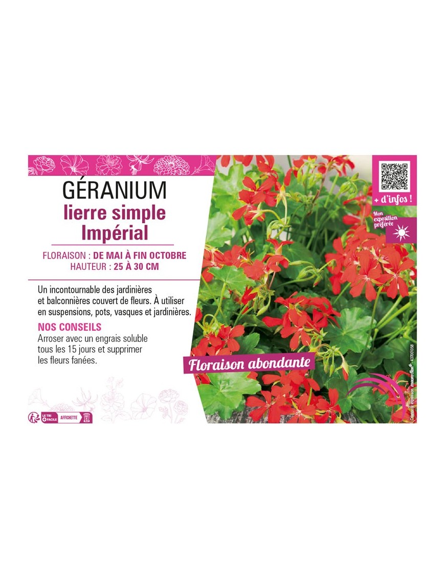 GÉRANIUM LIERRE SIMPLE IMPÉRIAL