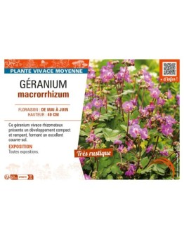 GÉRANIUM MACRORRHIZUM