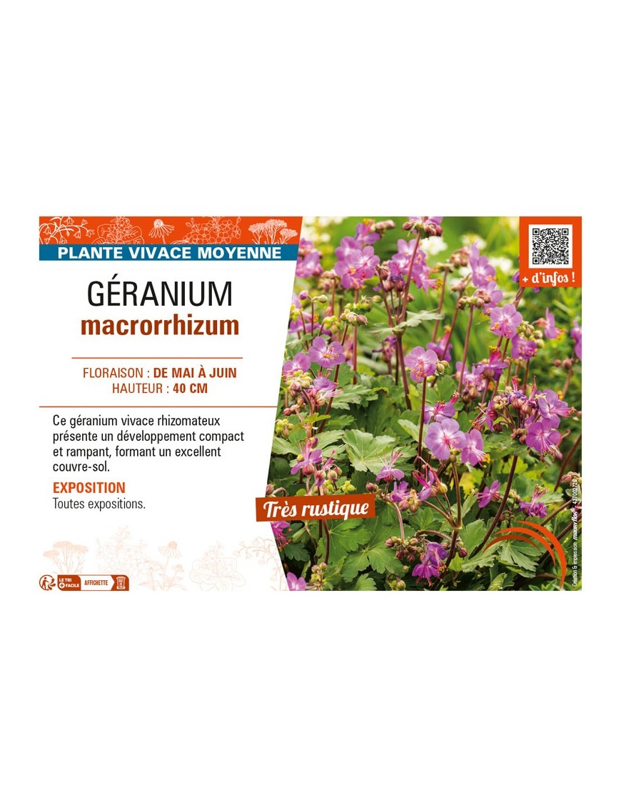 GÉRANIUM MACRORRHIZUM