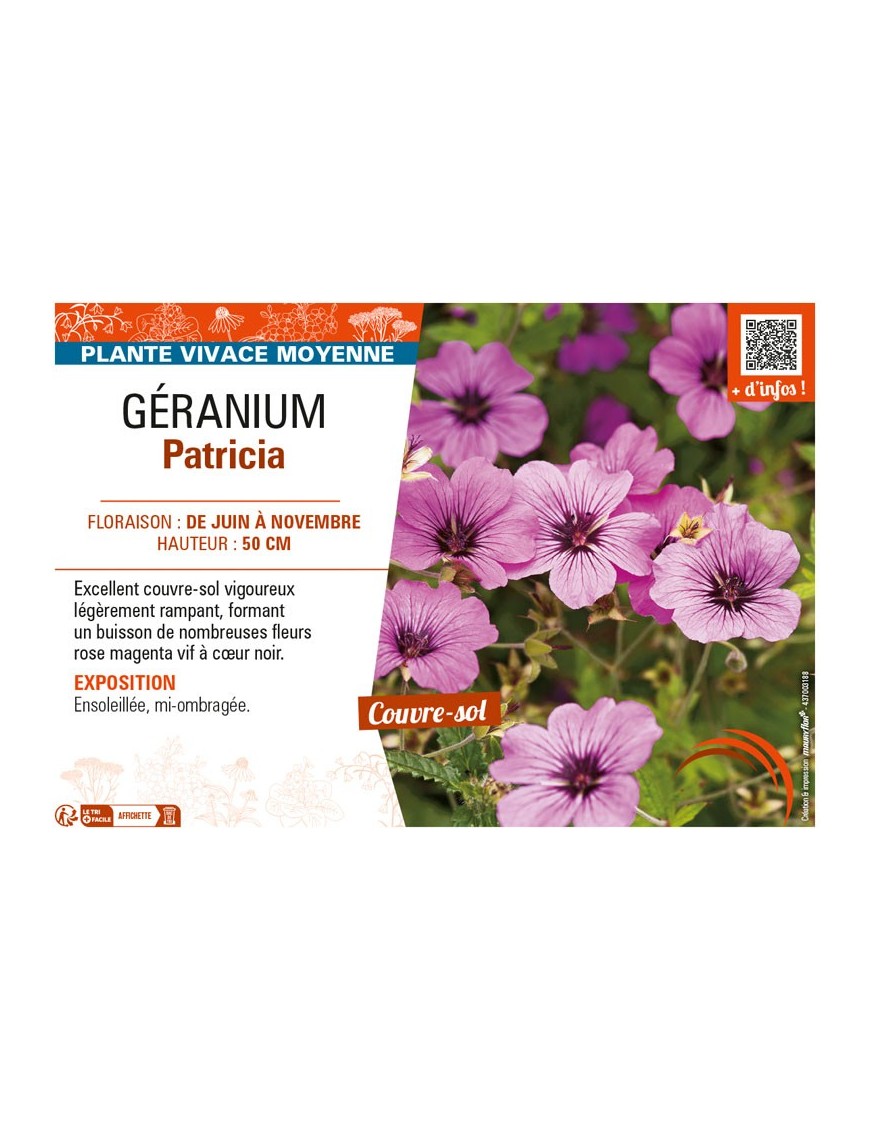 GÉRANIUM PATRICIA