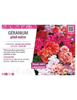 GÉRANIUM PIED-MÈRE
