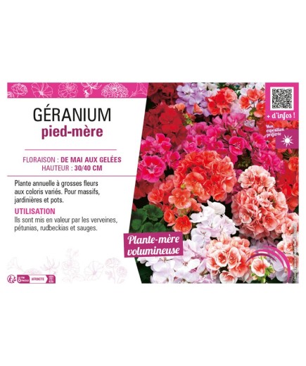 GÉRANIUM PIED-MÈRE