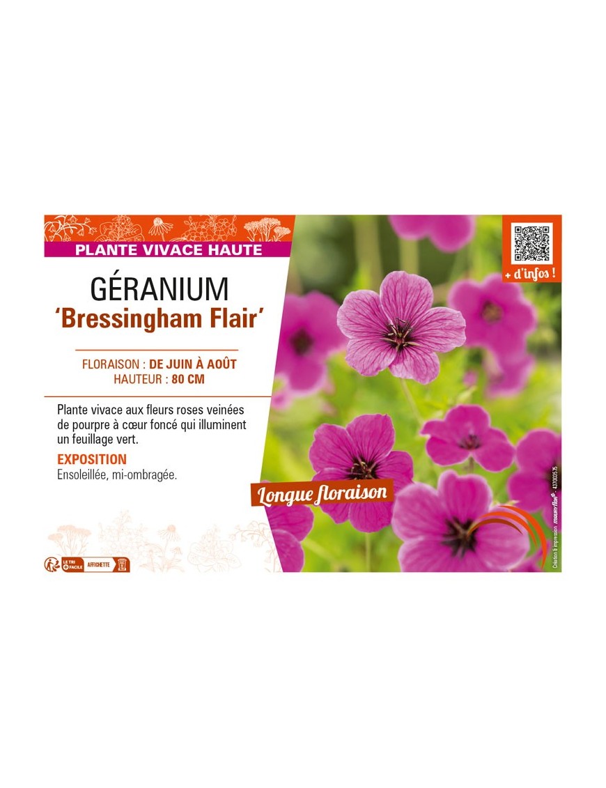 GÉRANIUM (psilostemon) Bressingham Flair