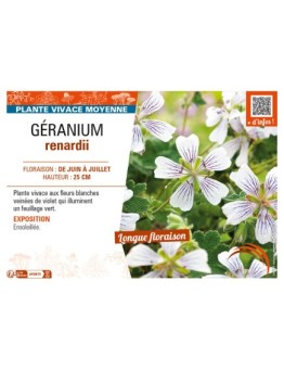 GÉRANIUM renardii