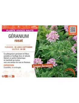 GÉRANIUM rosat