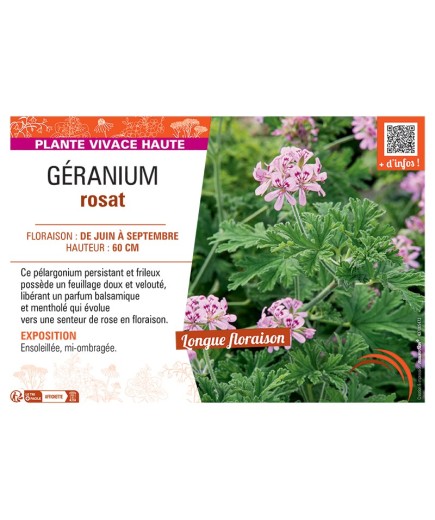 GÉRANIUM rosat