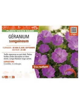 GÉRANIUM SANGUINEUM