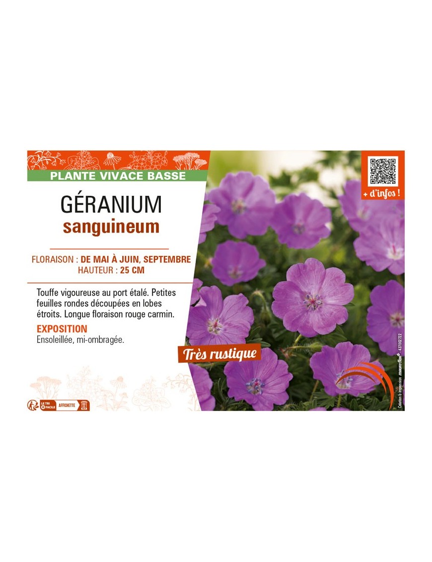 GÉRANIUM SANGUINEUM