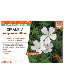 GÉRANIUM SANGUINEUM ALBUM