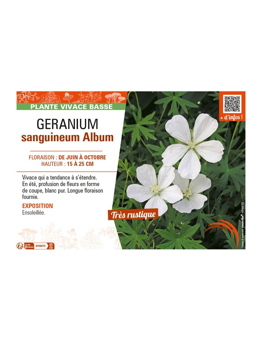GÉRANIUM SANGUINEUM ALBUM