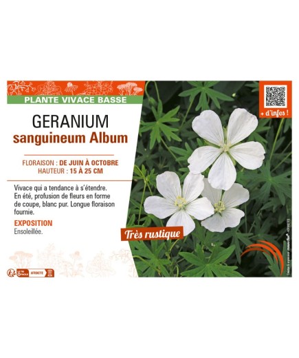 GÉRANIUM SANGUINEUM ALBUM