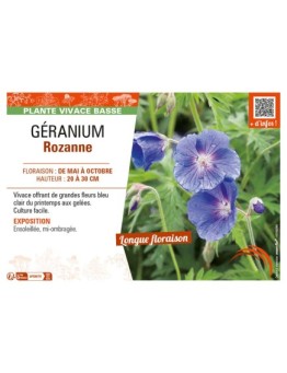 GÉRANIUM (VIVACE) ROZANNE