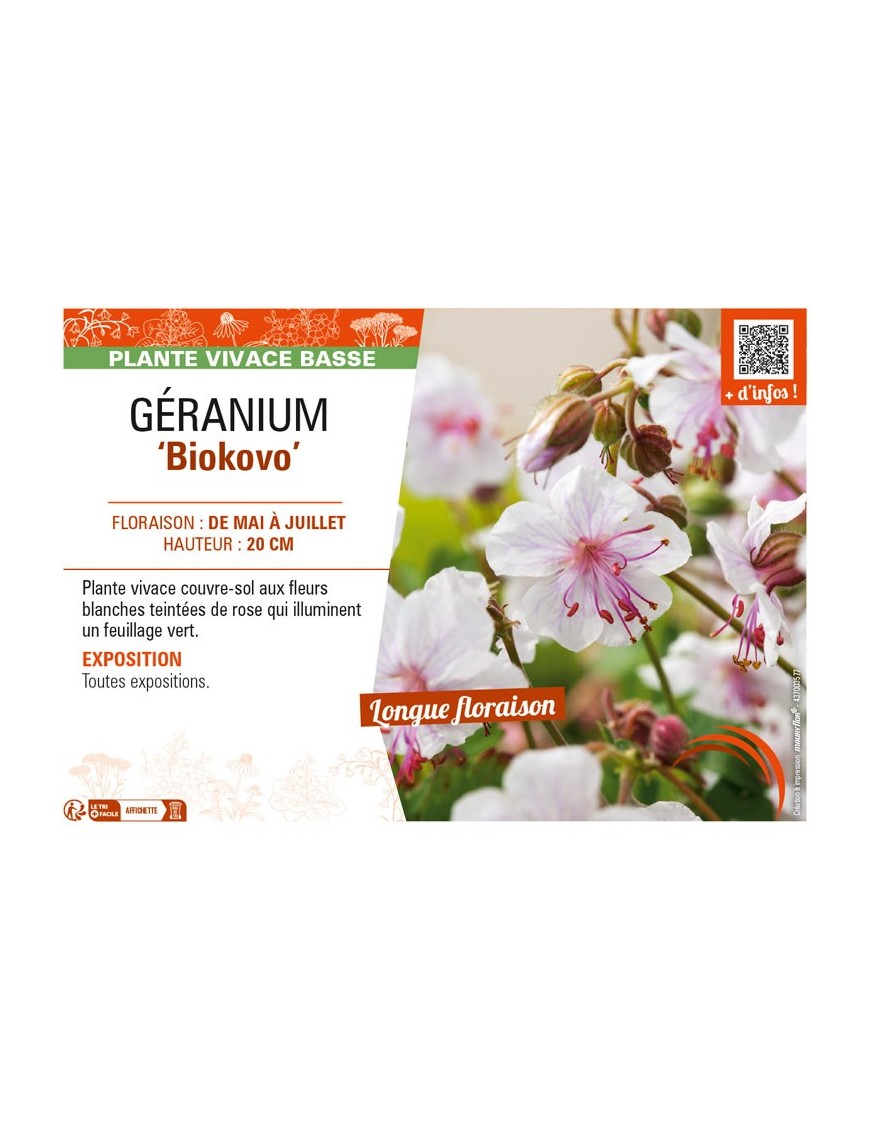 GÉRANIUM (x cantabrigiense) Biokovo