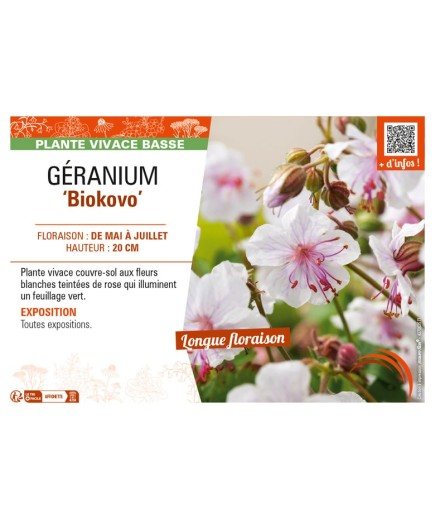 GÉRANIUM (x cantabrigiense) Biokovo