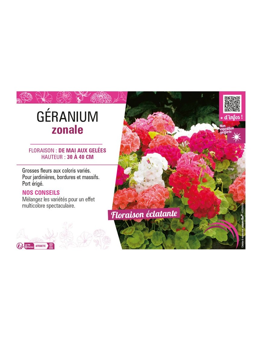 GÉRANIUM ZONALE (varié)