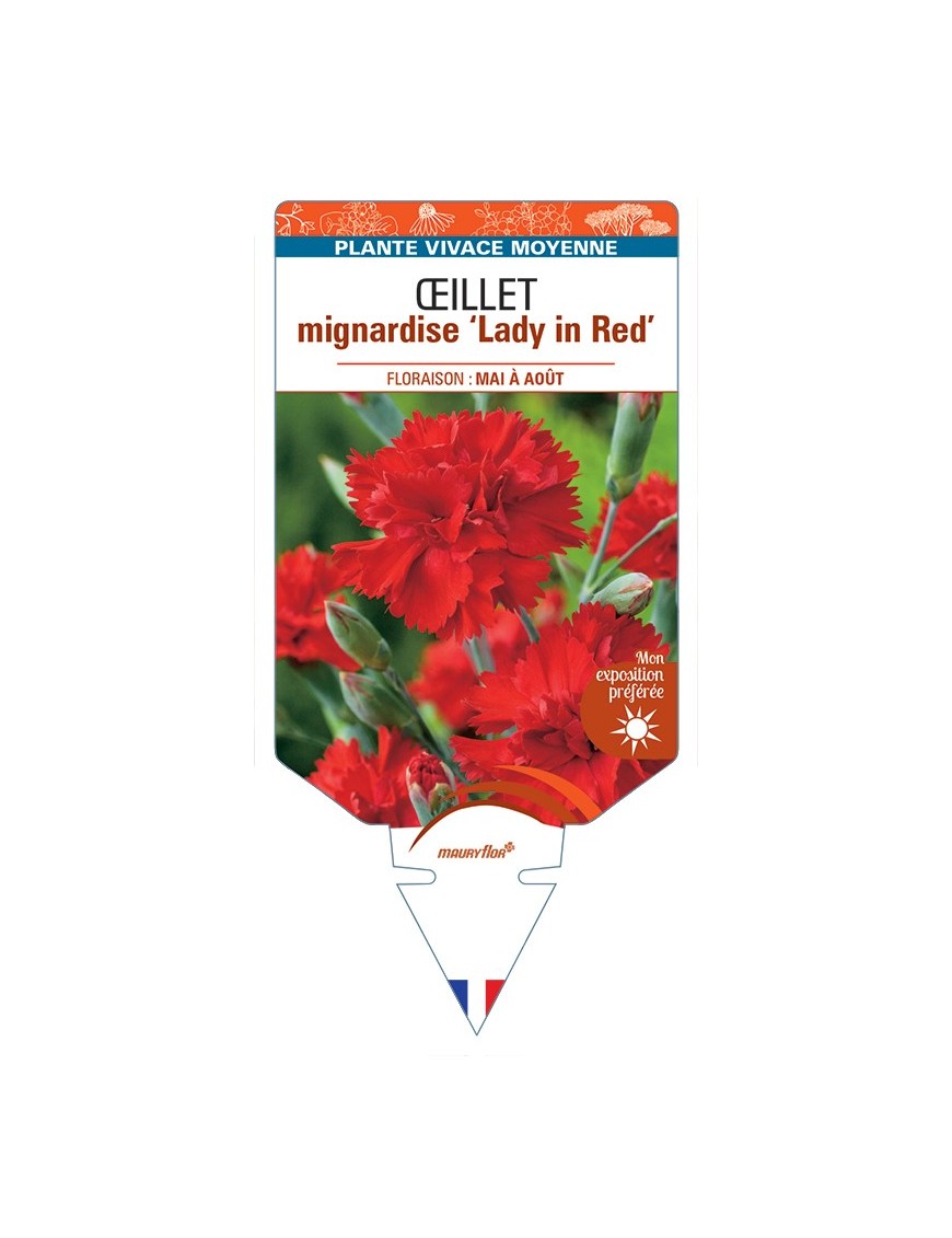 DIANTHUS plumarius Lady in Red voir Œillet mignardise